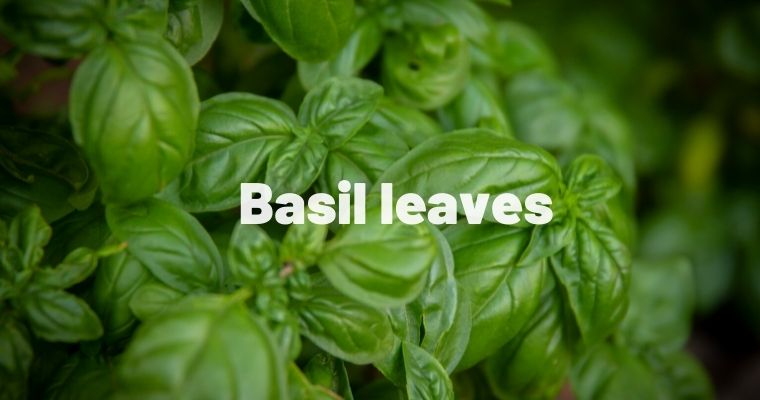 Basil leaves as substitute for parsley