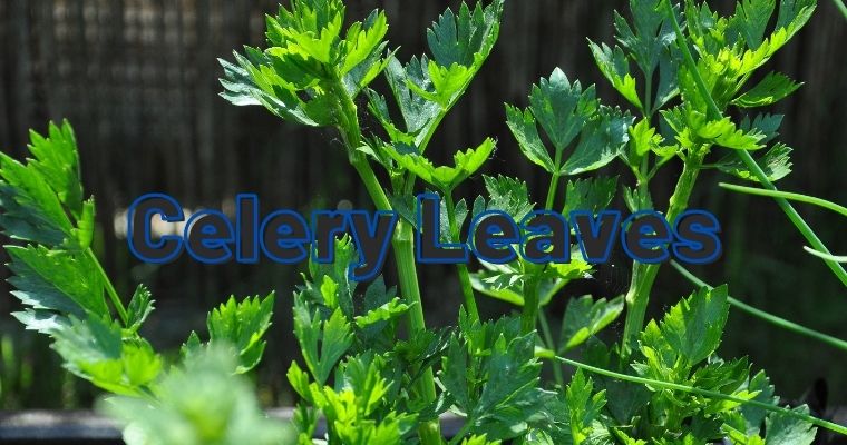 Celery Leaves as substitute for parsley