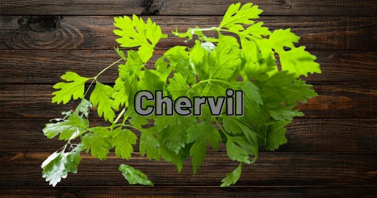 Chervil as substitute for parsley