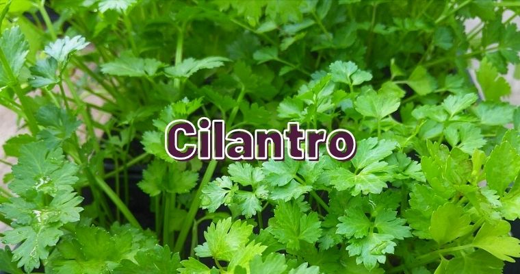 Cilantro as alternative for fennel leaves