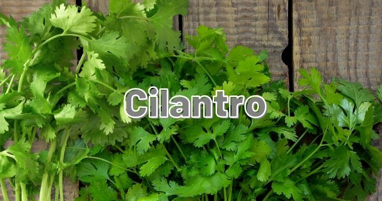 Cilantro as substitute for parsley