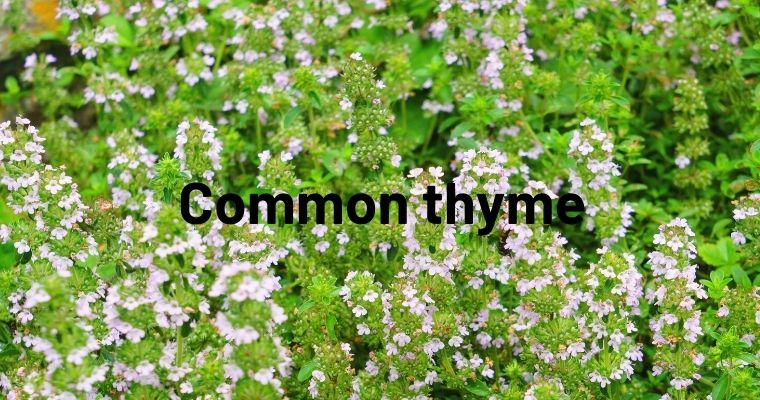 Common Thyme kinds of Thyme