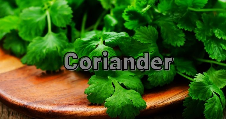 Coriander as substitute for parsley