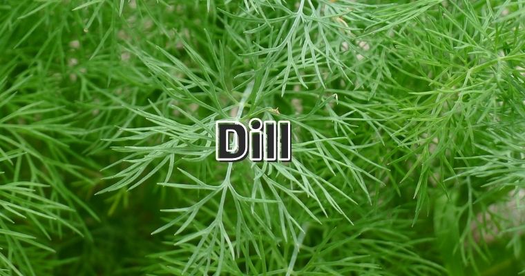 Dill as substitute for fennel leaves