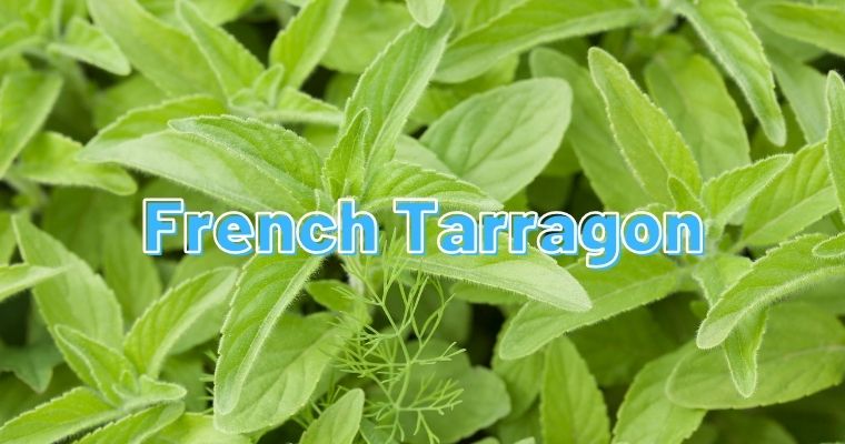 French Tarragon as alternative for fennel leaves