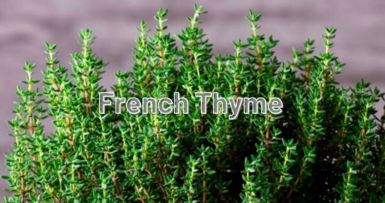 French thyme kinds of Thyme