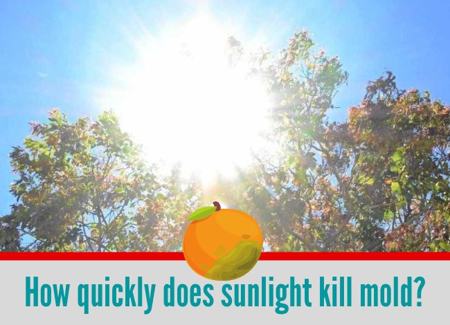 How does sunlight kill mold