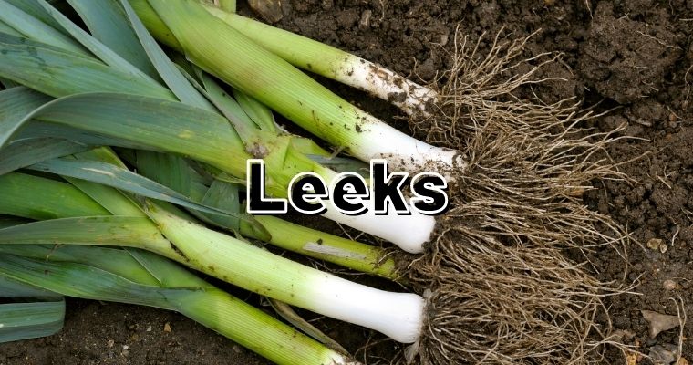 Leeks as alternative for fennel bulb