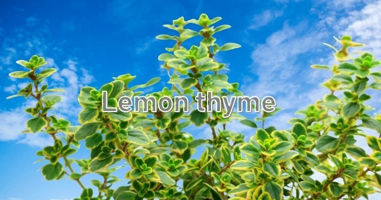 Lemon thyme kinds of Thyme