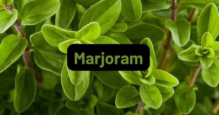 Marjoram as alternative for Thyme