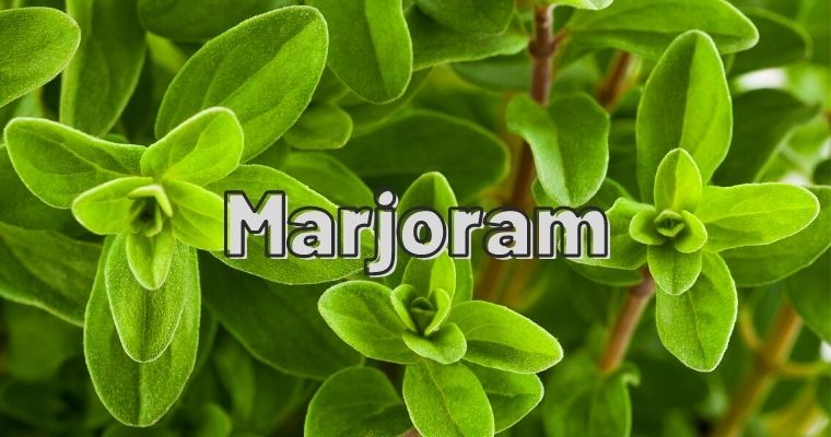 Marjoram as substitute for parsley