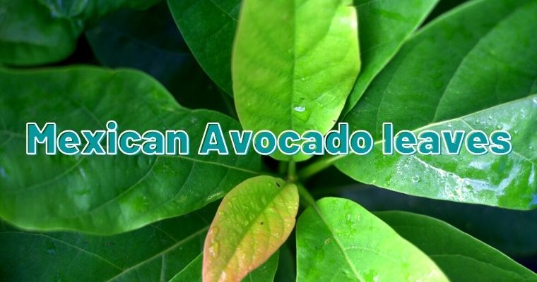Mexican Avocado leaves as substitute for fennel leaves