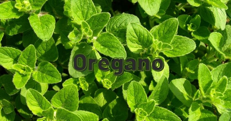 Oregano as substitute for parsley