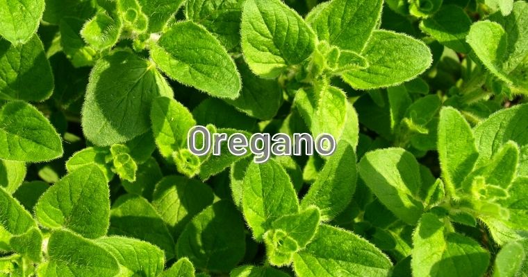 Oreganoe as alternative for Thyme