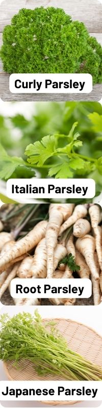 Parsley different types