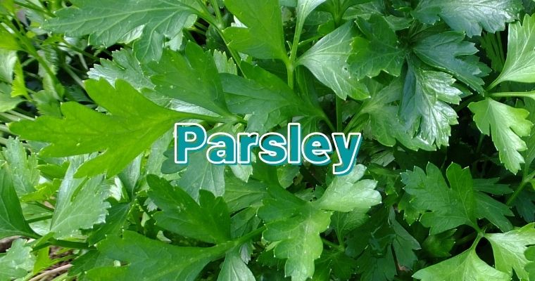 Parsley as alternative for fennel leaves