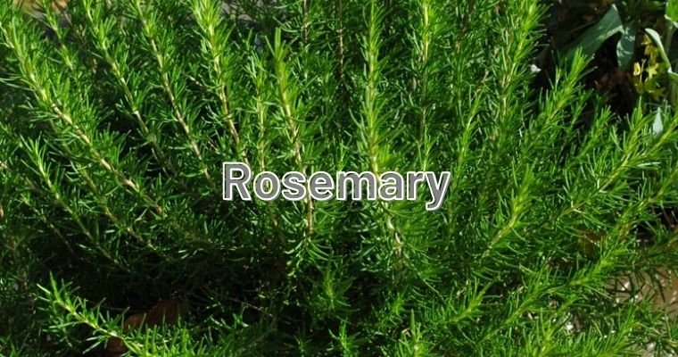 Rosemary as alternative for Thyme