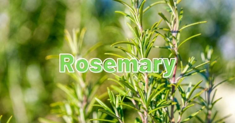 Rosemary as substitute for parsley