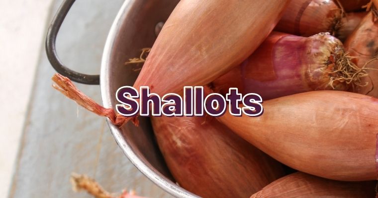 Shallots as substitute for fennel bulb