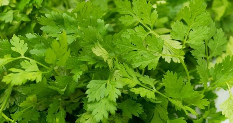 Chervil as substitute for tarragon