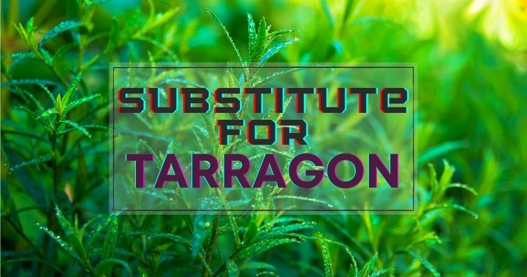 Tarragon substitutes