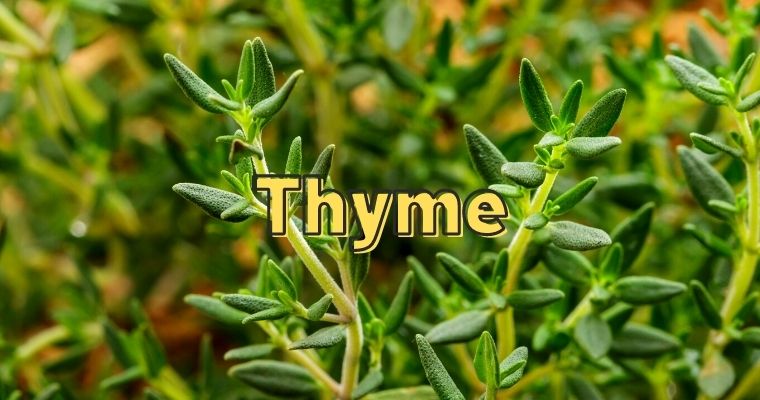 Thyme as substitute for parsley