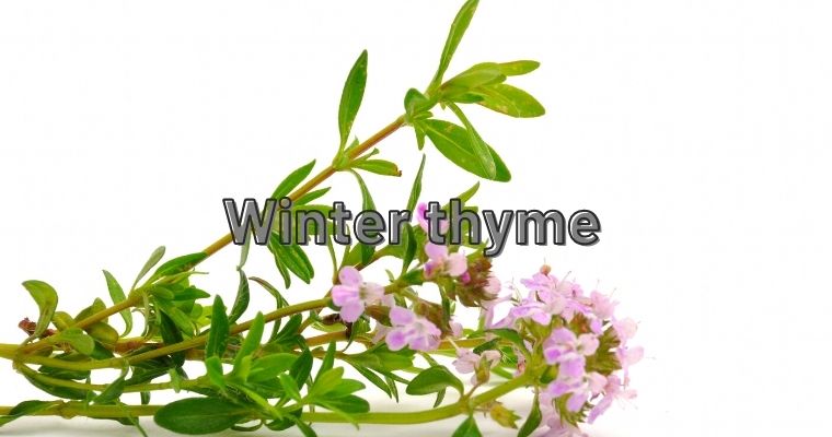 Winter thyme kinds of Thyme